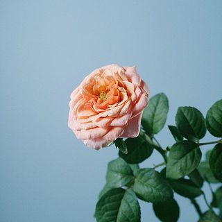 オレンジのグラデーションの花びらがかわいい！