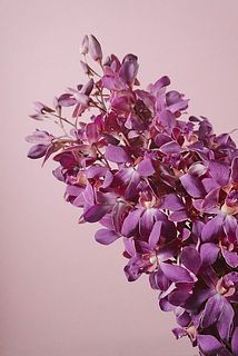 輸送中に花弁に傷がつくこともございます。ご了承ください。