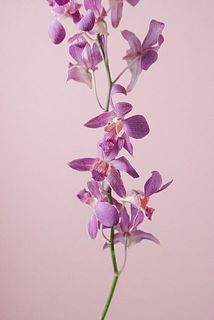 一番花は摘み取ってあげましょう。（一番花は一番下のお花です）