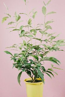 生え方には個体差があります。どの生え方が届くかお楽しみに😌