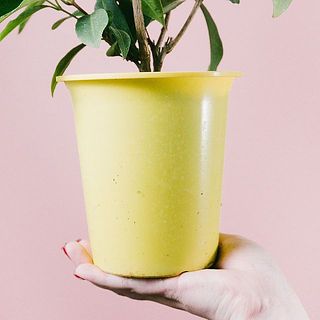 鉢が汚れていることがあります。気になる場合は優しく拭き取ってください。