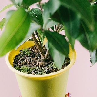 苔や他の住人がいることも。他の子は根っこから取り除いてあげて。