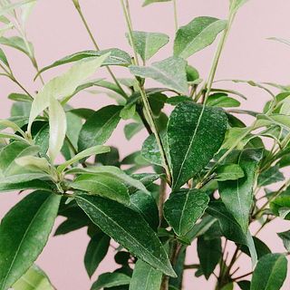 葉には消毒の跡がある場合がございます。気になる場合は優しく拭き取ってあげて。