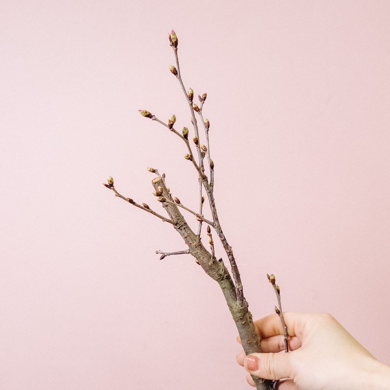 啓翁桜