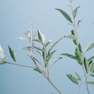 シルバーカラーがお洒落🌱