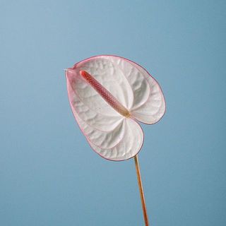 輸入の商品となるため、入荷時点で輸送中の傷や変色が見受けられます。ご了承ください。