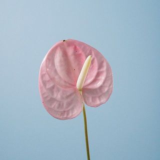 輸入の商品となるため、入荷時点で輸送中の傷や変色が見受けられます。ご了承ください。