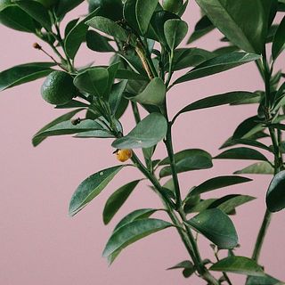 小さな実が少しずつ生長していきます。