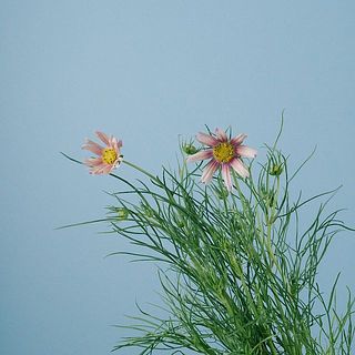 花の色味には個体差がございます。