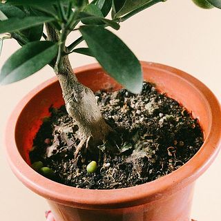 小さな実は落ちていることがあります。