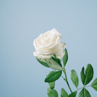 外側の花びらは傷が付いているものも。気になる場合は優しく摘み取ってあげて。