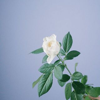 外側の花びらは傷が付いているものも。気になる場合は優しく摘み取ってあげて。