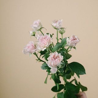 スプレー咲きの花はついている花の数に個体差があります。ご了承ください