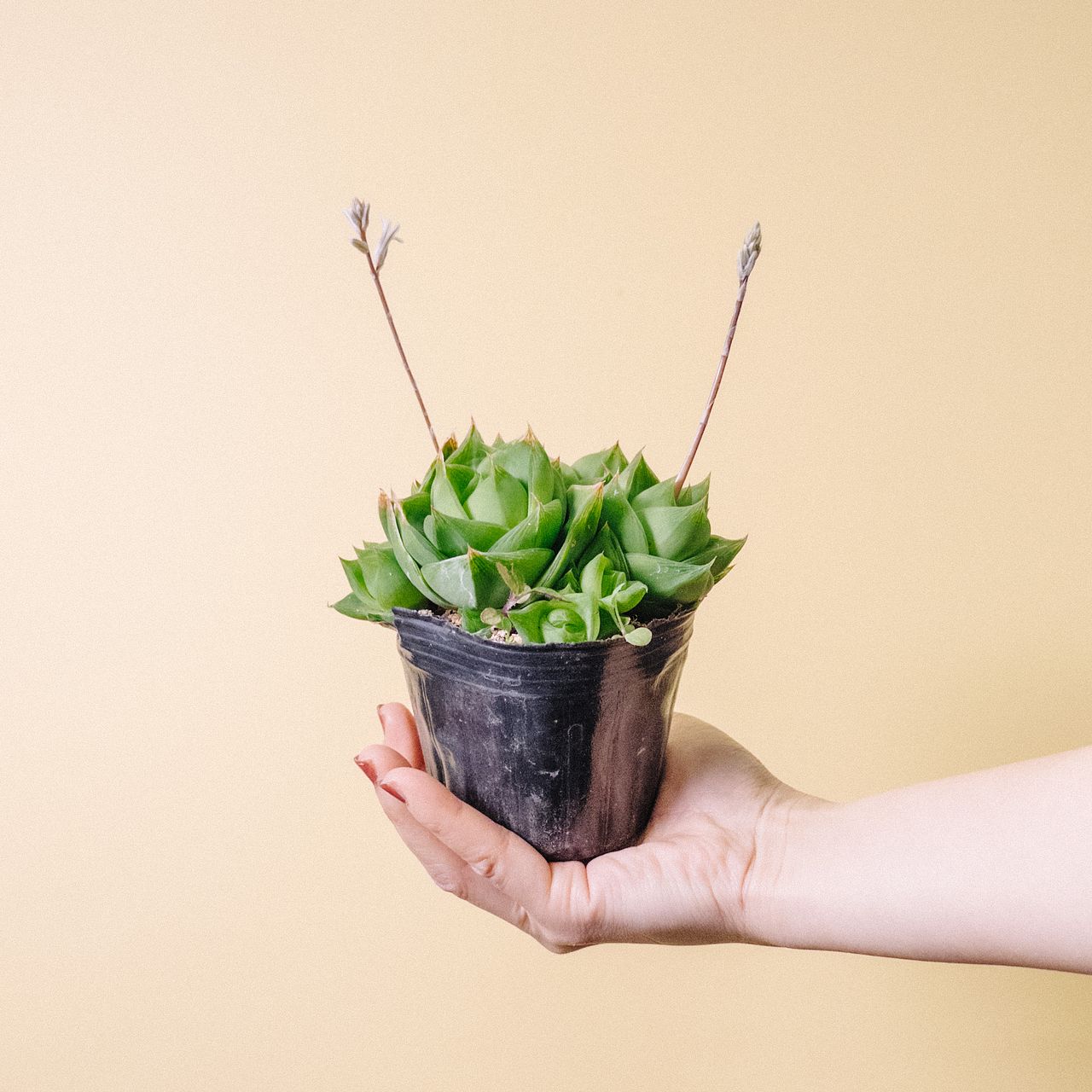 多肉植物 ハオルチア属 ローズブーケット 多肉植物 ハオルチア属 ローズブーケット