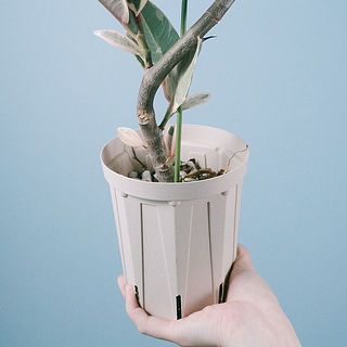 鉢が小さいので、不安定な場合は植え替えをお勧めします。植え替えは到着して2週間ほど慣らしてからが良いでしょう。