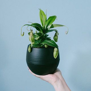 ネペンテス