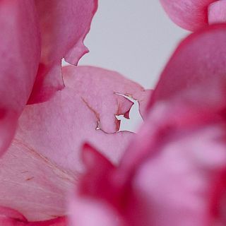 外側の花びらには傷があることも。気になる場合はやさしく取り除いてください。