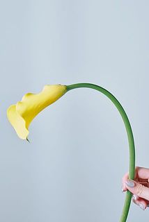 しなやかな茎はカラーの品種特性です