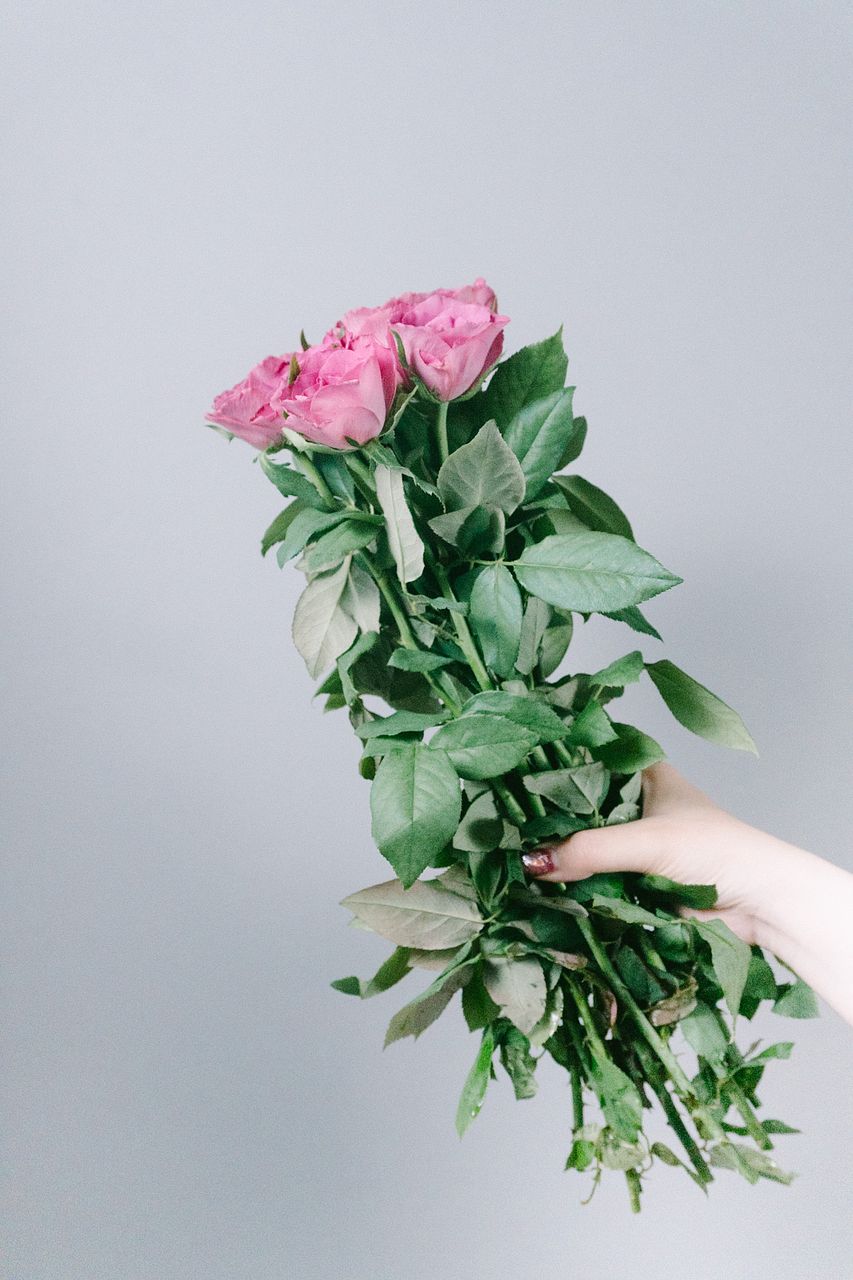 バラ「八木パープル」（10本）