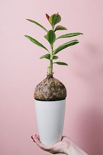 実の大きさには個体差があります。