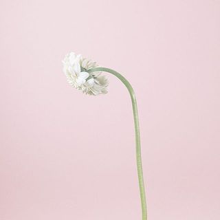 ガーベラは首が曲がりやすいです。品質に問題はございません。（写真は別の品種です）