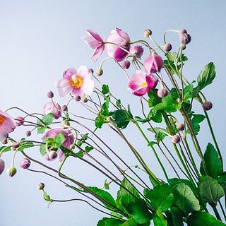 花先は大変繊細なので取り扱いには十分注意して下さい。