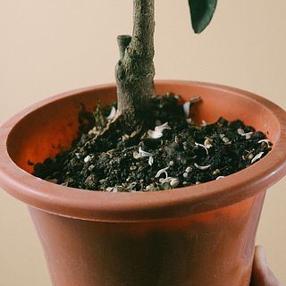 花が散って実になります。