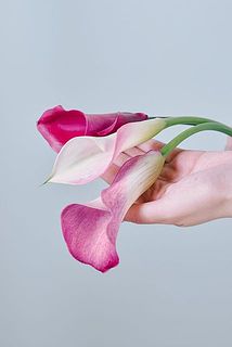 花のサイズ感や咲き方も品種によって個性があります