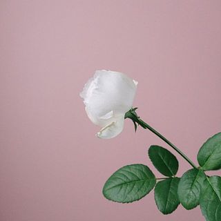 バラ「ココット」