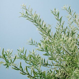 黄緑とグリーンカラーがお洒落！