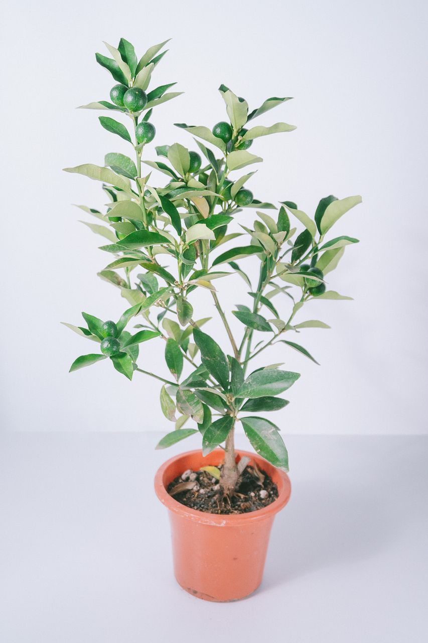 甘い実をつける「ニンポウ金柑の木」