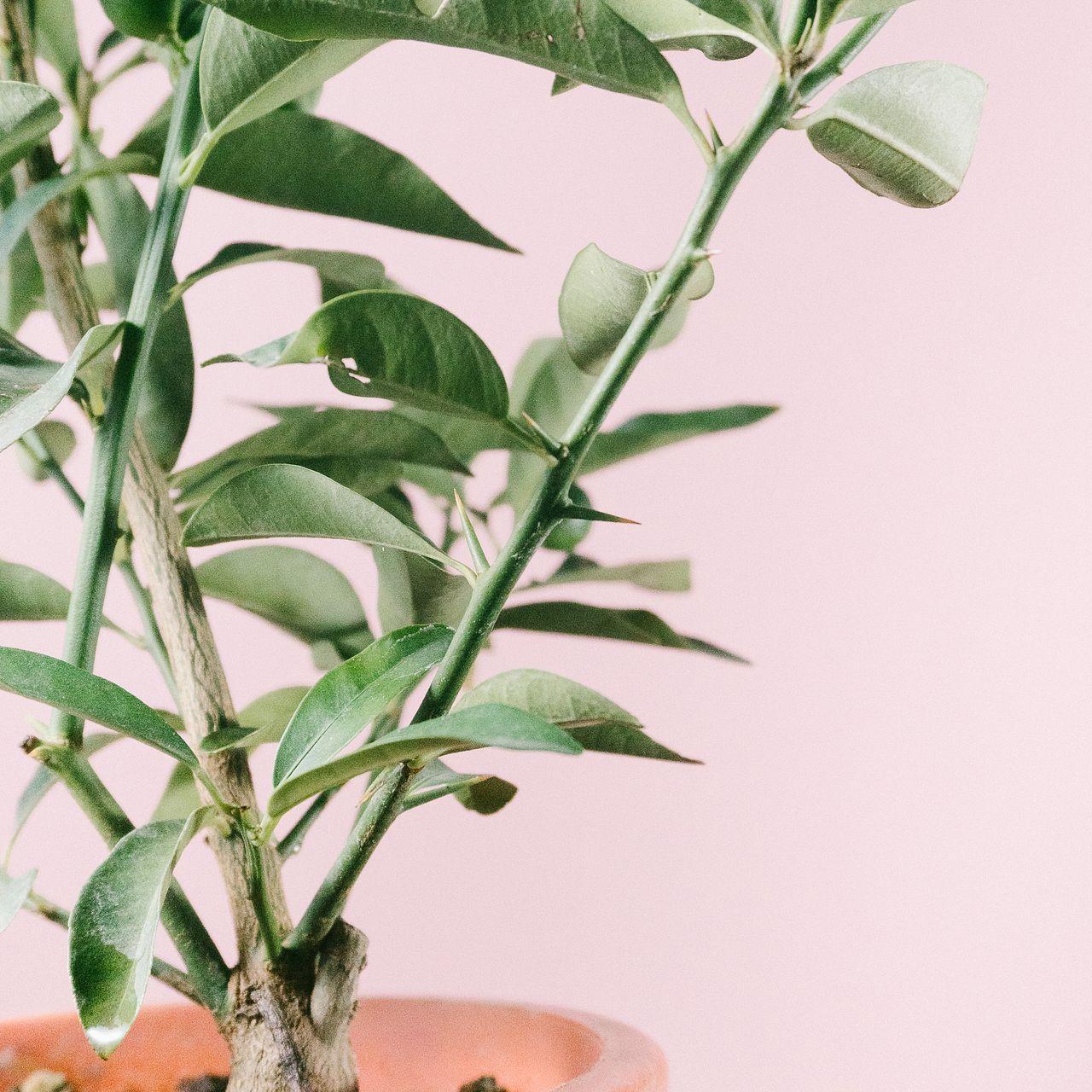 甘い実をつける「ニンポウ金柑の木」