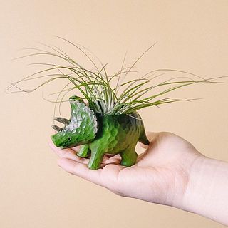 どんなエアプランツがくるかお楽しみに😍