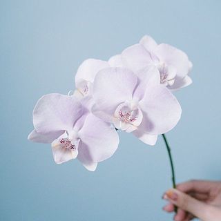 ほんのりと柔らかいピンク色です