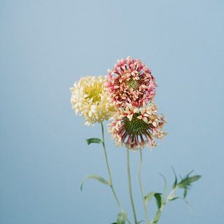 ラズルダズルの色はミックスでお届けいたします。