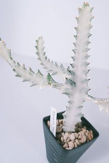 ユーフォルビア「ホワイトゴースト」