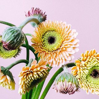 All flowers⭐️新品レア6枚set⭐️ラベンダー　たんぽぽ　カモミール All flowers⭐️新品レア6枚set⭐️ラベンダー たんぽぽ カモミール