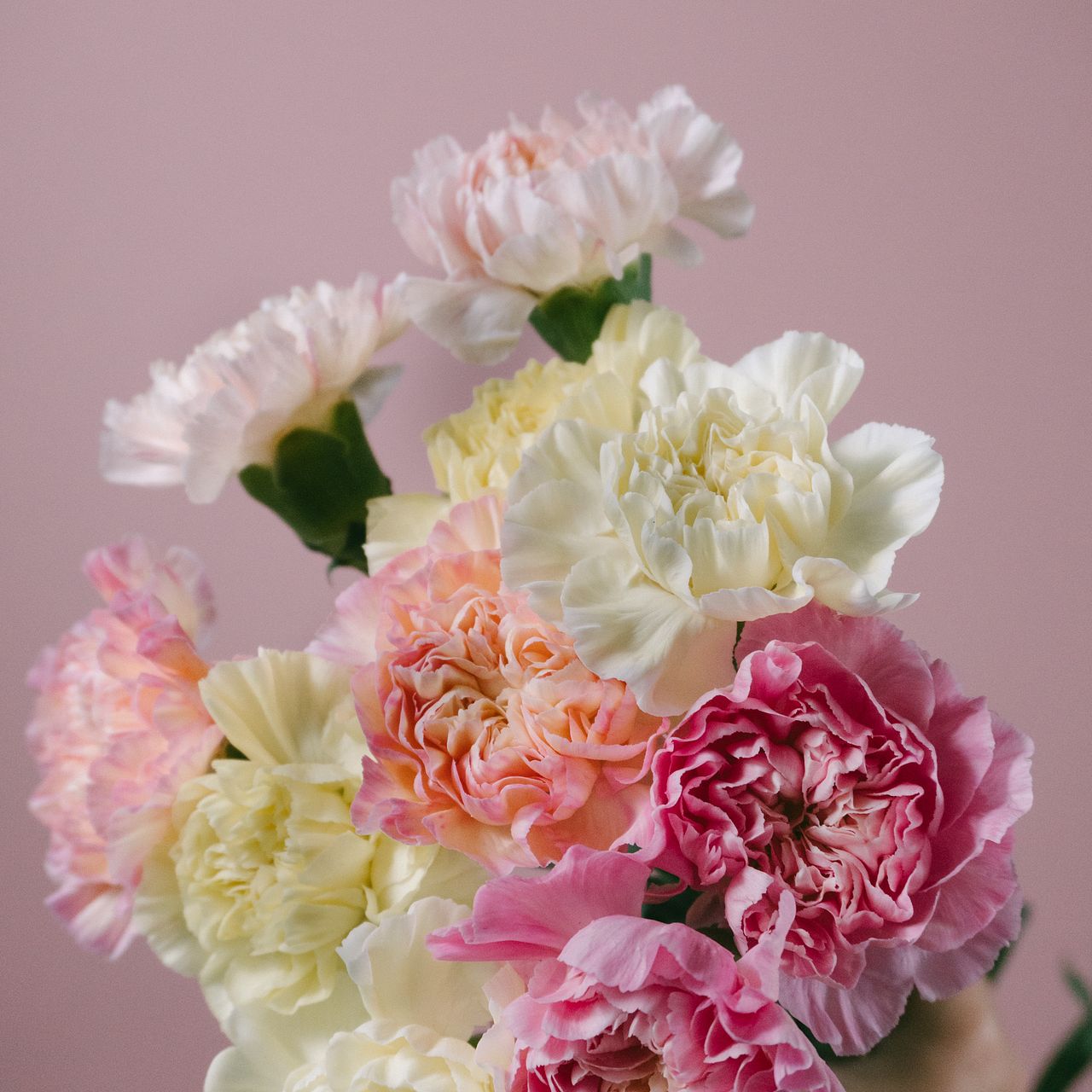 カーネーションミナミMIX