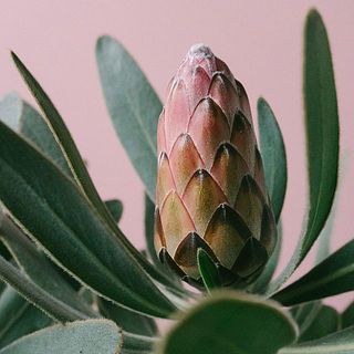 プロテアピンクアイス　4フラワー プロテア「ピンクアイス」