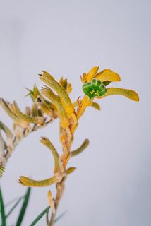 ちょっと花が咲いてるかも？