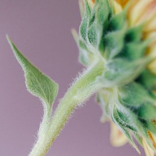 茎全体を覆ううぶ毛。水に浸かるとバクテリアが繁殖する要因になるため、茎はこまめにカットしてあげましょう。