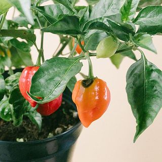 実に一部傷がついていることがあります。ご了承ください。
