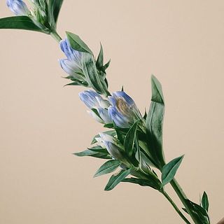 お花が蒸れて変色している場合は、優しく取り除いてあげましょう。