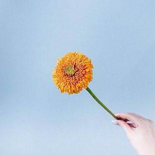 ガーベラは俯きがちに咲きます。