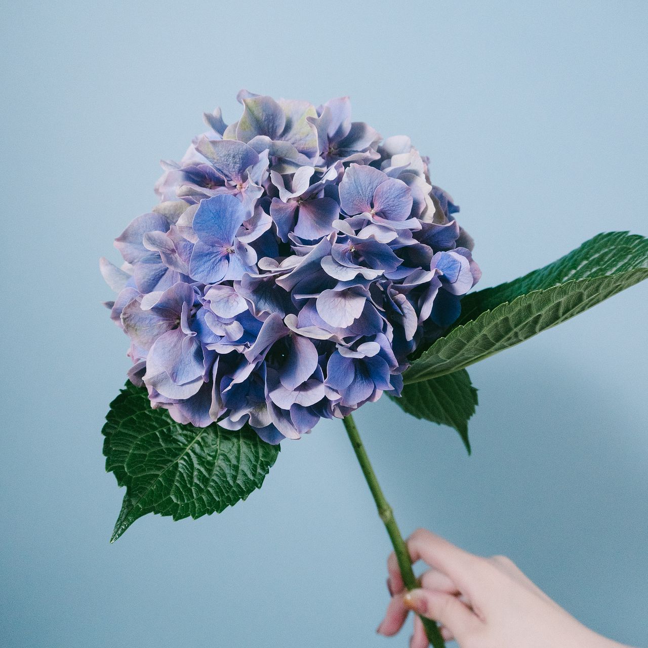 1.アンティーク紫陽花スワッグ 花瓶付き！アンティーク紫陽花とかすみ草のドライフラワー