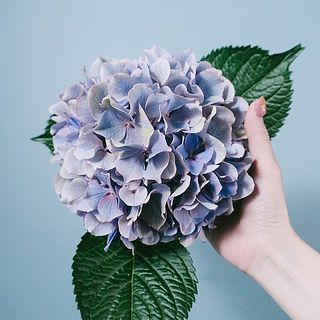 アンティーク紫陽花（1本）