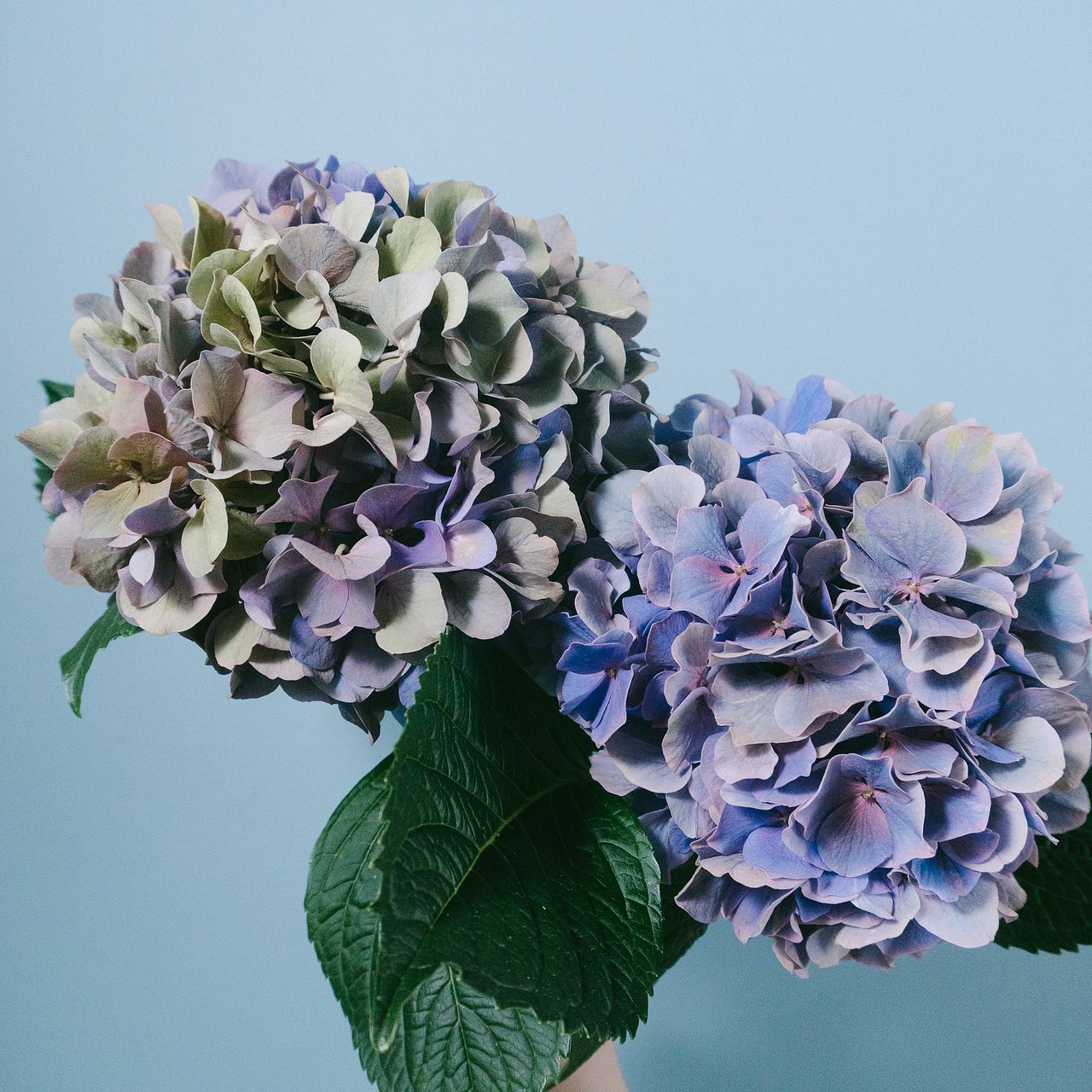 アンティーク紫陽花（1本）