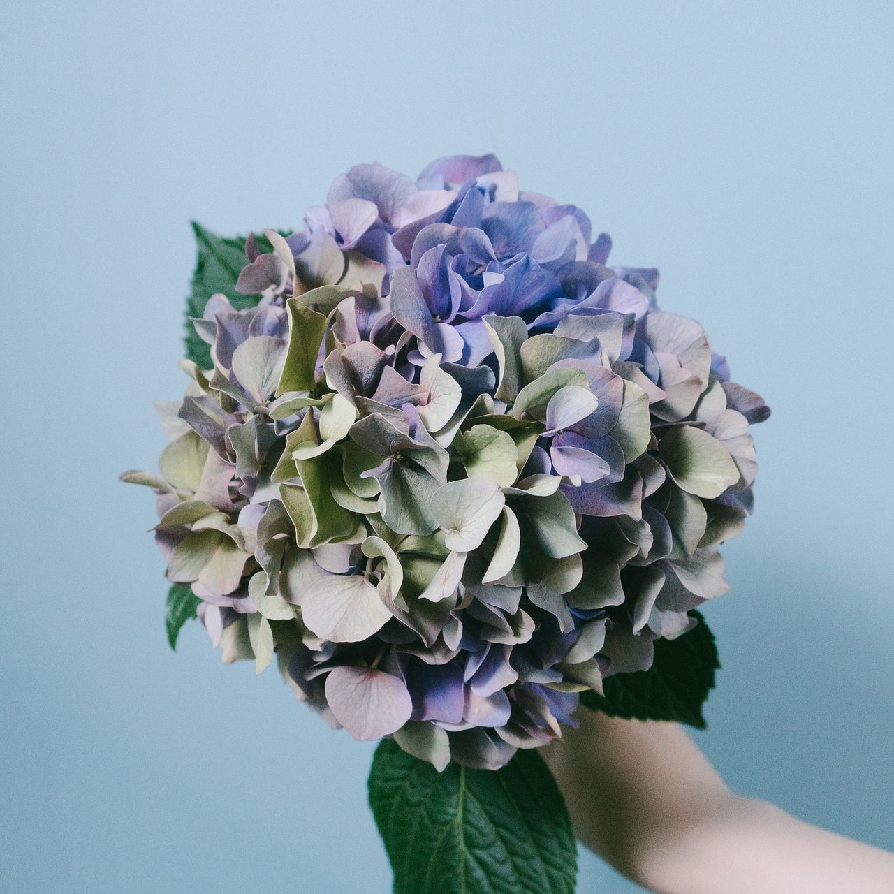 アンティーク紫陽花（1本）