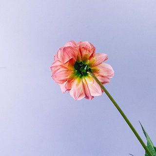 ダリアはとても繊細。花びらには傷がついていることも。弱っている花びらは取ってあげましょう。