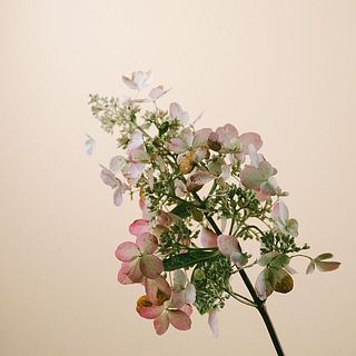 ノリウツギの特性例